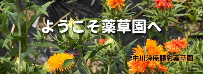 中川淳庵顕彰薬草園